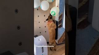 Luppa se fait disputer au #macdonalds #doglover #funnydog #chien #malinois #youtubeshorts #malinois