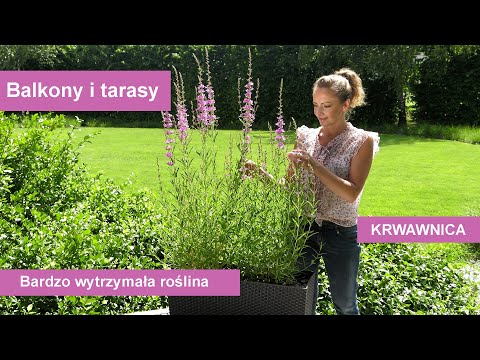 Wideo: Loosestrife (trawa) - Właściwości Użytkowe I Wykorzystanie źdźbła, Uprawy, Kwiaty. Luźne Słabsze