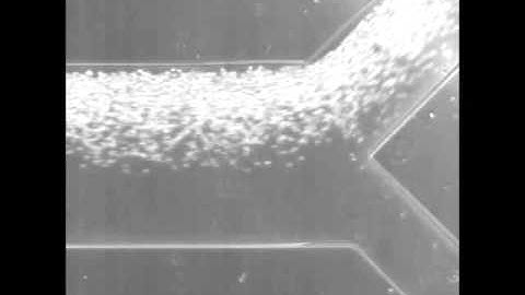 Direct detection and drug-resistance profiling of bacteremias using inertial microfluidics