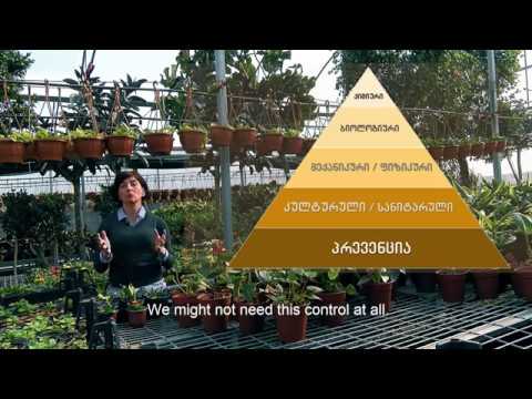 მავნებელ დაავადებები