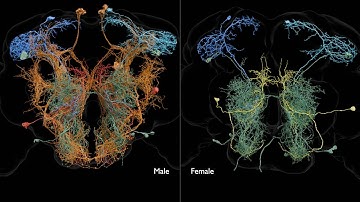 Sexual dimorphism in the fruit fly central nervous system