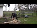 Shearing Rams in Canada 2020 - Scottish Blackface