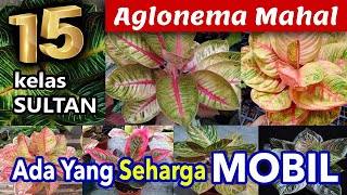 AGLONEMA MAHAL KELAS SULTAN ADA YANG SEHARGA MOBIL