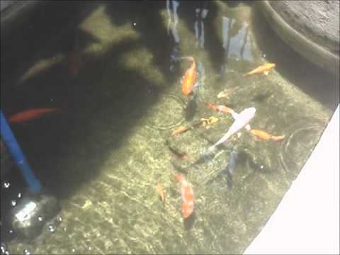 diy filter on a small koi pond youtube