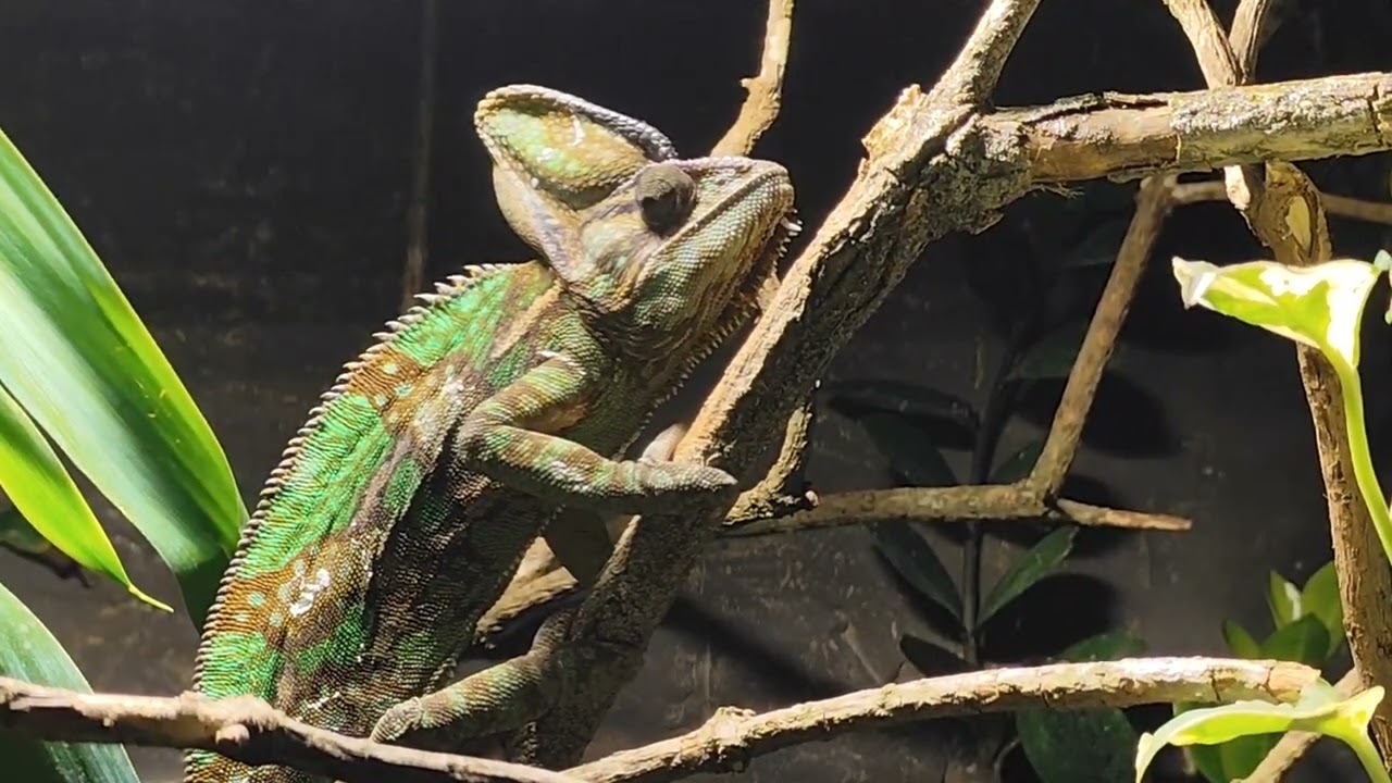 Chameleon 
