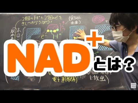 脱水素酵素とNAD+（NADH）　高校生物 biology lecture