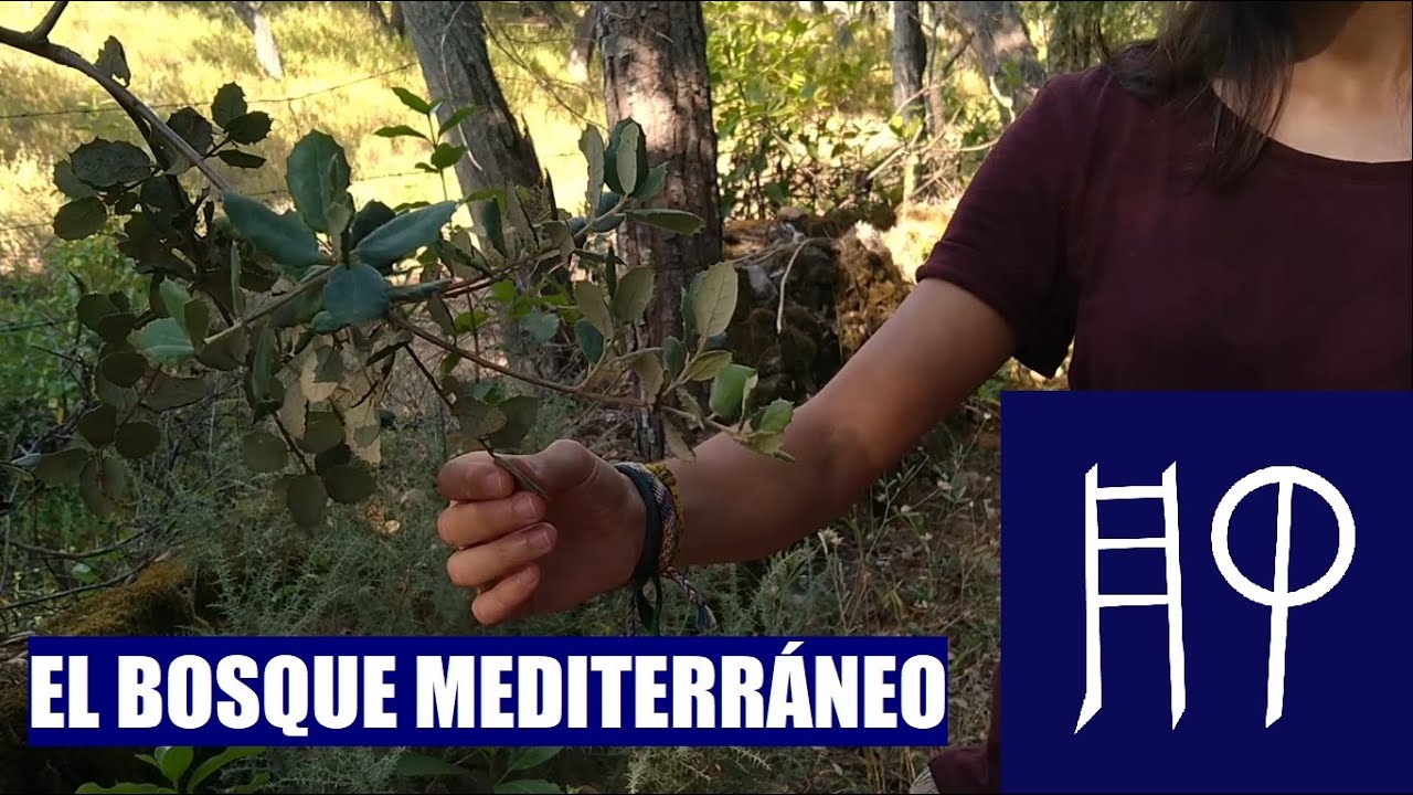 INTRODUCCIÓN AL BOSQUE MEDITERRÁNEO // FLORA Y FAUNA DEL MARE NOSTRUM -  YouTube