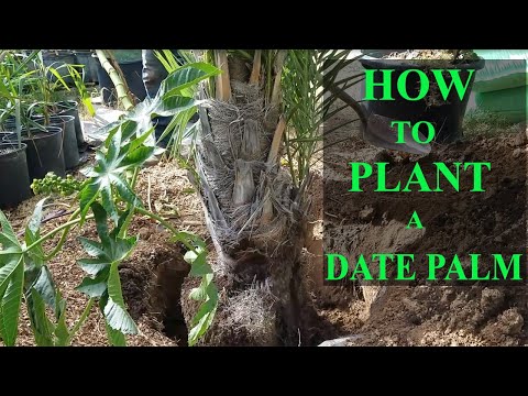 Video: Information om kanariske daddelpalmer - guide til plantning af en kanarisk daddelpalme