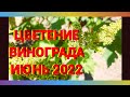 цветение винограда 2022