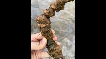 200gram Cặp Sâm Rừng tự nhiên 100% chất sâm già cứng như đá. Tuổi rừng VÔ ĐỐI  #sâm_ngọc_linh_rừng