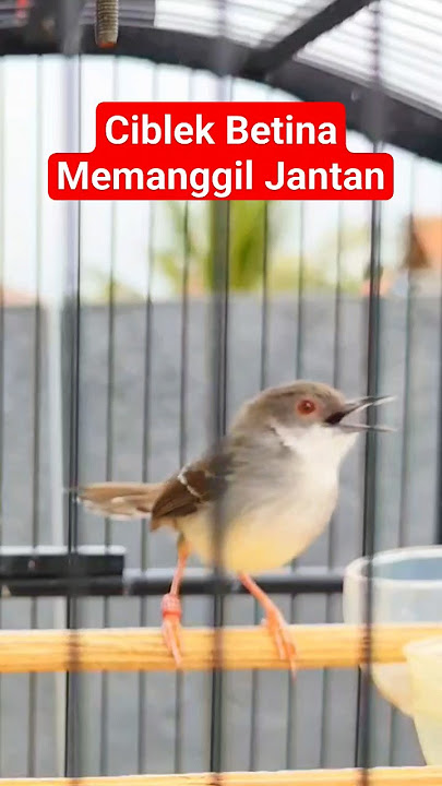 Pancingan Ciblek Untuk Terapi Ciblek Macet #ciblekkristal #cibleksemi #ciblek