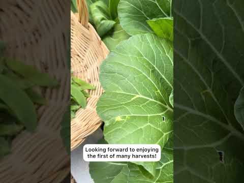 Video: Avalanche Pea Plant Care: cómo cultivar guisantes Avalanche en el jardín
