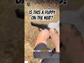 What's a Flippy? You Probably Don't Know About This Trigger Nub #daytonwebber #shorts #facts