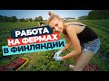 Работа за границей. Сбор клубники в Финляндии