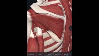 عضلات الRotator cuff muscles اسمائها ايه و اماكنها فين و وظيفتها ايه