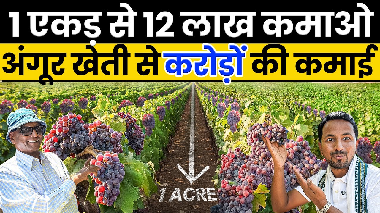Pune से Europe में बेचे अंगूर🌍📦45 एकड़ Grapes Farming से करोड़ों का PROFIT🍇💰Indian Farmer