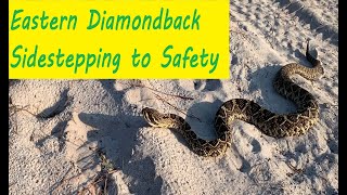 Eastern Diamondback Enjoying The Sunset Then Gliding to Safety