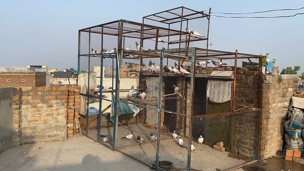 mosam acha hova or vlog bana laya 😂#pigeon #kabootarba #bird #familyvlog #sports ❤️😁