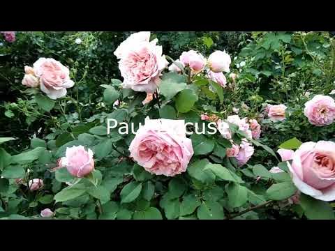 Удачные сочетания роз друг с другом. - YouTube