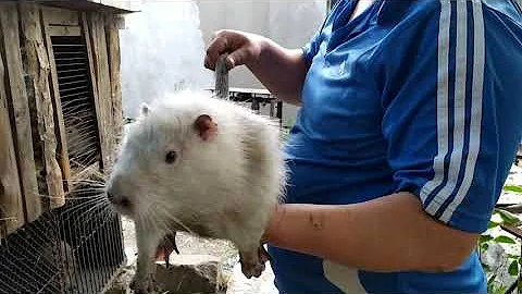 Нутрии готовы к случке