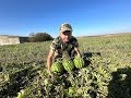 Херсонські кавуни! Ми заїхали на баштан, кінець вересня а кавуни супер!