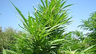 big uk outdoor weed grow 2018