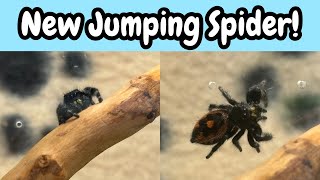 New Jumping Spider | Meet Zero Intro & Enclosure Setup Phidippus audax | Spooderpods