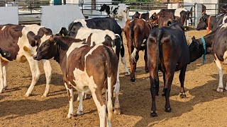 30 Heifers for sale, 30 ਵਹਿੜਾਂ ਵਿਕਾਊ 