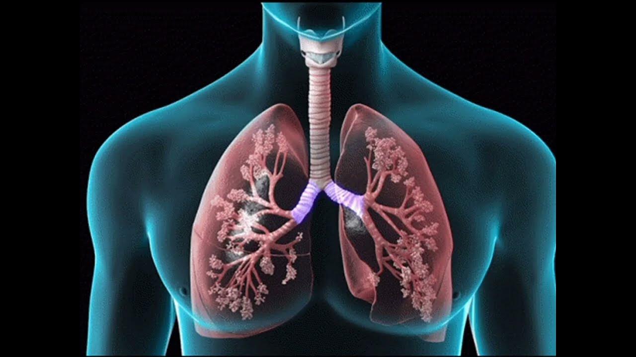 Lung detox opiniones