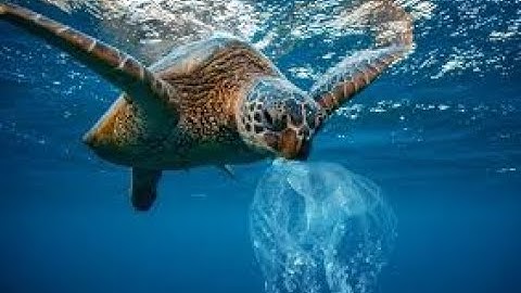 Rùa Biển - sinh vật cần được bảo tồn| | sea turtle| animal world| Thế giới quanh ta|TK