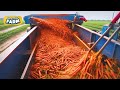 Satisfying carrots harvesting gigantic carrots production line