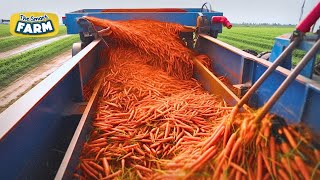 Satisfying Carrots Harvesting: GIGANTIC Carrots Production Line!