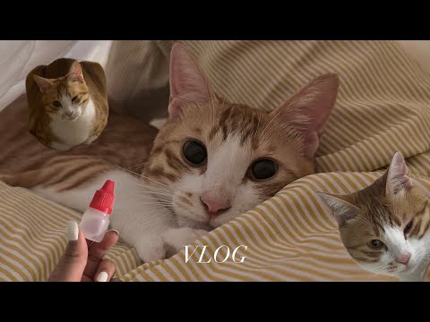 Vlog) 밤새 간호하고 병원 다녀온 일상 | 고양이 결막염 증상, 안약넣는 방법, 병원비💸 | 심바 아프지망고 💫