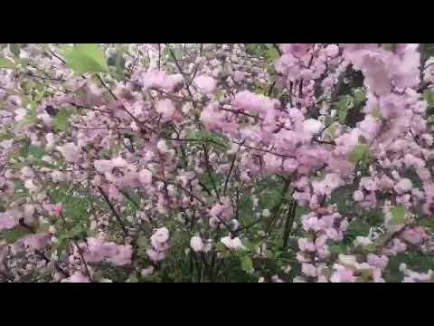 Чёрная смородина! Песня для души! - YouTube