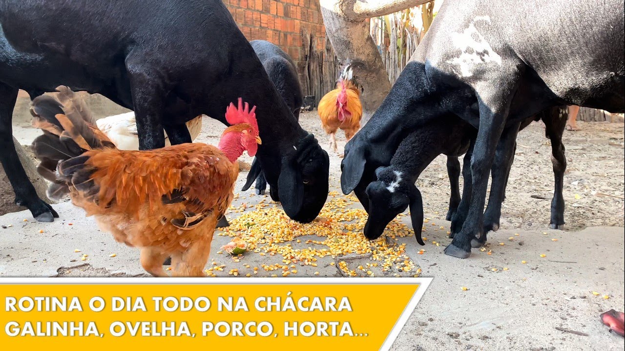 Nossa ROTINA na nossa CHÁCARA AQUI NO CEARÁ - Criação de Galinha, Ovelha, Porcos, Horta e Pomar