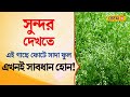 Bangla News  | সুন্দর দেখতে এই গাছে ফোটে সাদা ফুল, তবে এখনই সাবধান না হলে বিপদ বাড়বে |  #local18