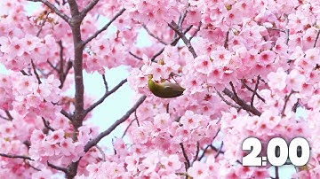 ⏱️ 2-Minute Spring Timer | Colorful Flowers & Fun Music 🌼🌷