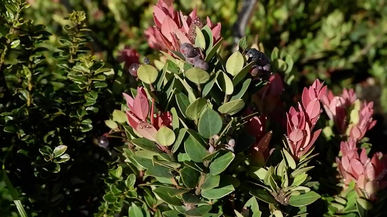MT APO WILD BERRIES AT THE RIDGE 2019 YouTube