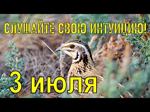 3 июля День Мефодия Перпелятника/что можно и нельзя делать 3 июля/Народные традиции и приметы.