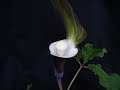 逃亡者 ★ 最終回 ★ご視聴ありがとうございます