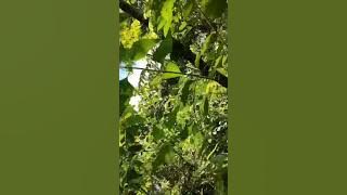 suara pikat paling ampuh konin ribut