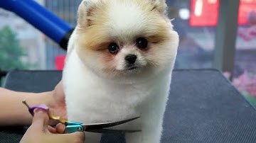 How to grooming for pomerian - Hướng dẫn cắt tỉa lông chó phốc sóc - dạy nghề cắt tỉa lông thú cưng.