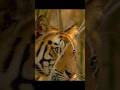 I believe this tiger will gradually become a master hunter. #wildlife #animals #shorts