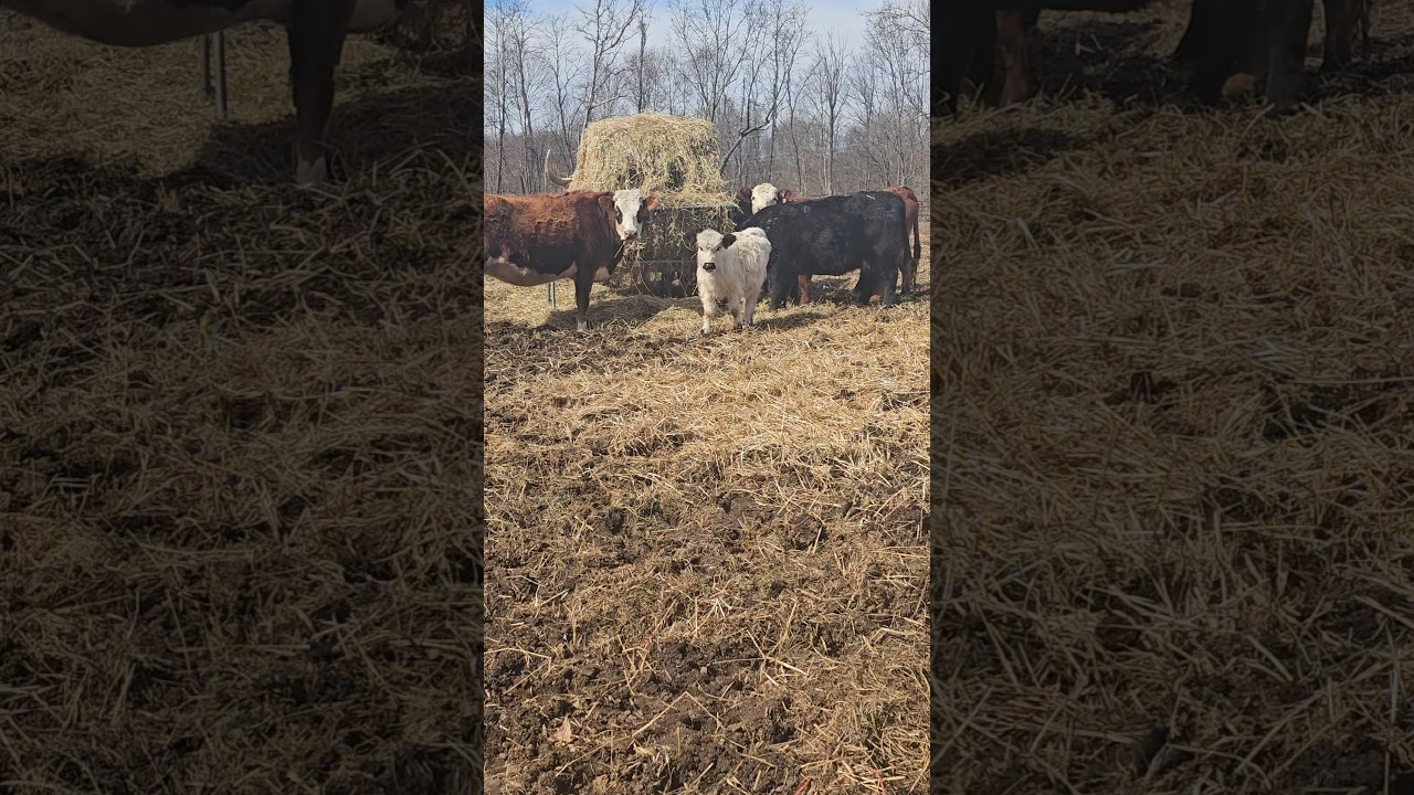 Ох, Лулу просто очаровательна 😍 