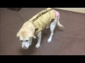 犬の整体・マッサージ６４（１）