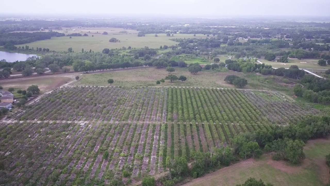 Vacant Land for Sale 48 Acres South Bay Lake Rd, Groveland, Fl