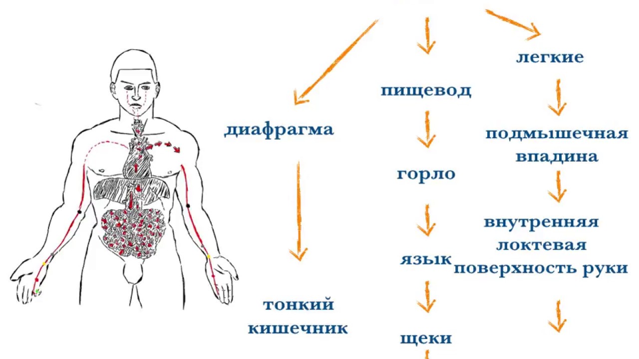 Акупунктурные точки для похудения: су-джок Акупунктурные точки для похудения: су-джок