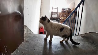 After feeding the stray cat, he showed up at the doorstep for several days, waiting for a surprise. by Animal Care Haven 1,726 views 17 hours ago 12 minutes, 28 seconds