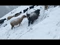 Himalayan Flock in Snowfall jungle | Winter Life Near Forest & Mountains