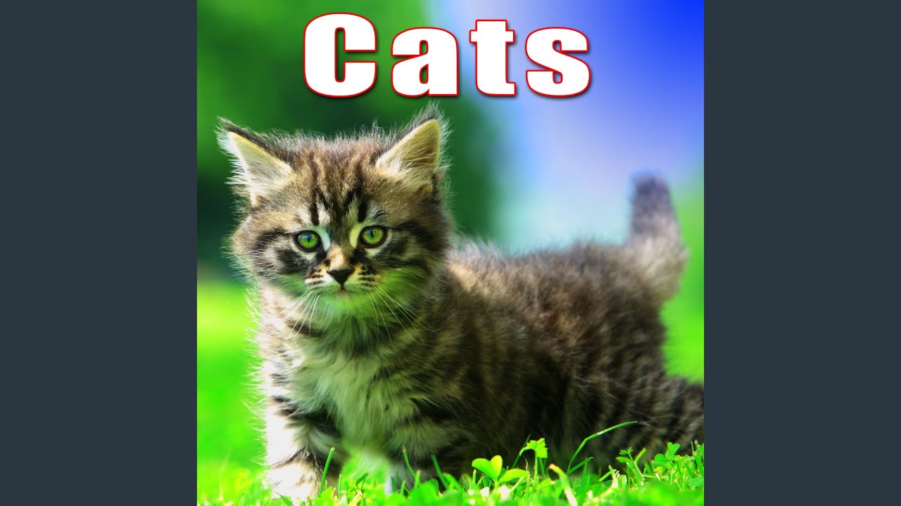 Domestic Cat Distress Cry & Meow